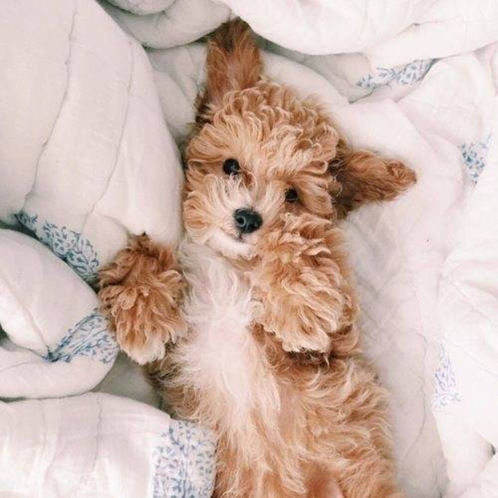 Meet your Posher, E.l.